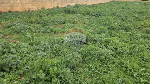 Agriculture Land for sale in Zurrieq