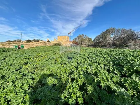 Agriculture Land for sale in Zurrieq