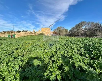 Agriculture Land for sale in Zurrieq