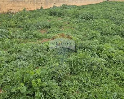 Agriculture Land for sale in Zurrieq
