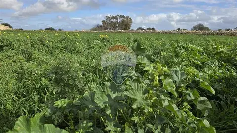 Agriculture Land for sale in Zurrieq